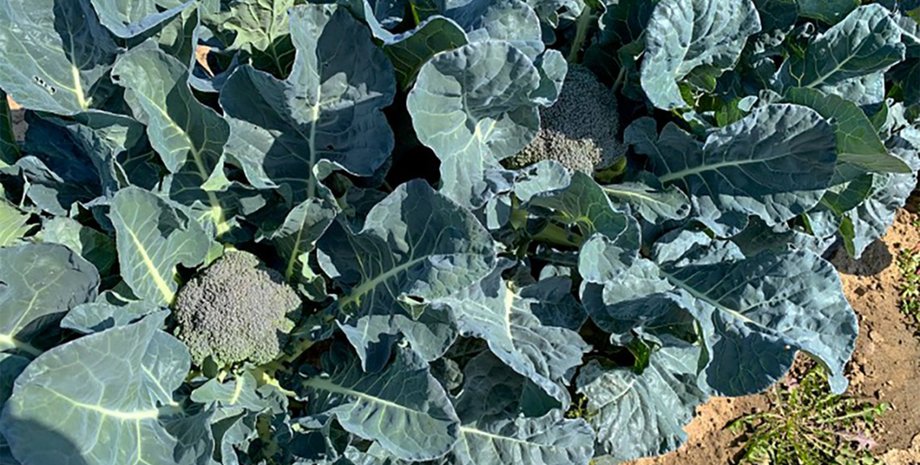 новый вид брокколи