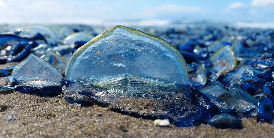 навала медуз Великобританія
