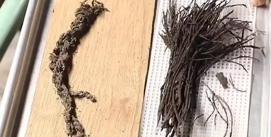 букет, цветы, пирамида, Мексика