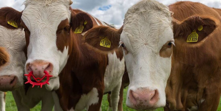 корова, стадо, фото