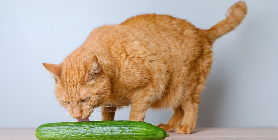 кішки, кішки огірки, огірки кішки