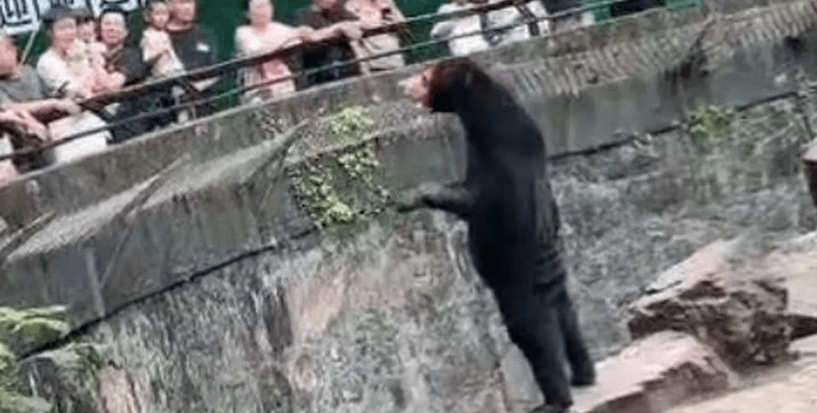 Медведь похожий на человека, солнечные медведи, зоопарк, вольер, медведь стоит на задних лапах, сотрудники в костюме