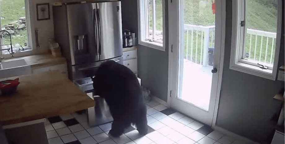 Ведмідь пробрався до хати, ведмідь вкрав лазанью, ведмідь пограбував холодильник, ведмідь вкрав їжу, ведмідь відкрив холодильник, чорний ведмідь