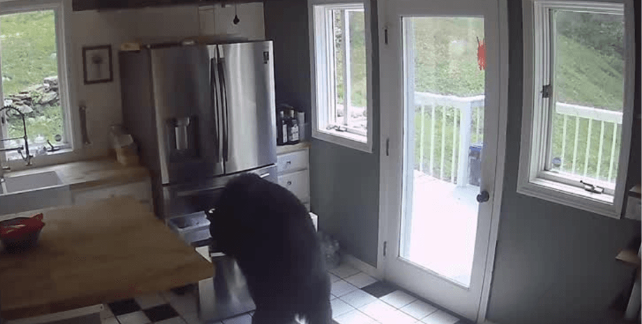 Медведь пробрался в дом, медведь украл лазанью, медведь ограбил холодильник, медведь украл еду, медведь открыл холодильник, черный медведь