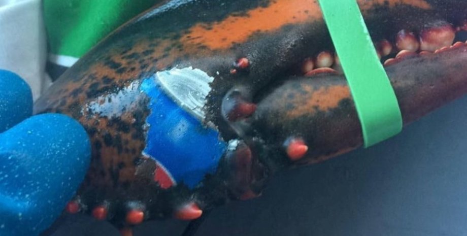 Фото: Karissa Lindstrand / the Guardian