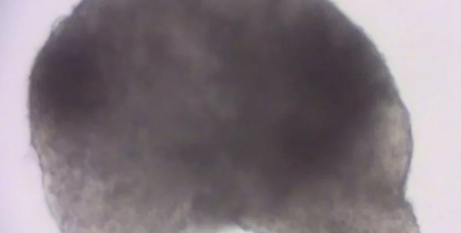 Снердце мыши