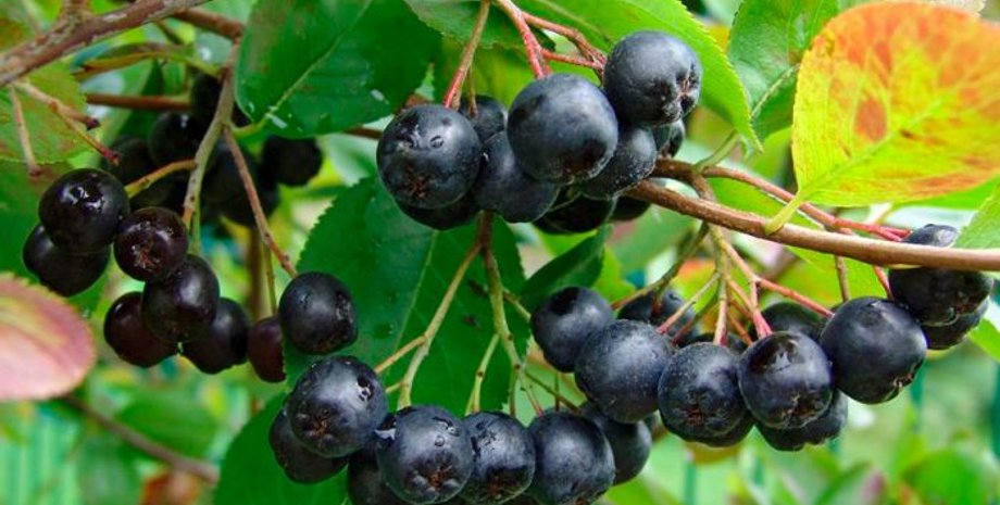 Черноплодная рябина