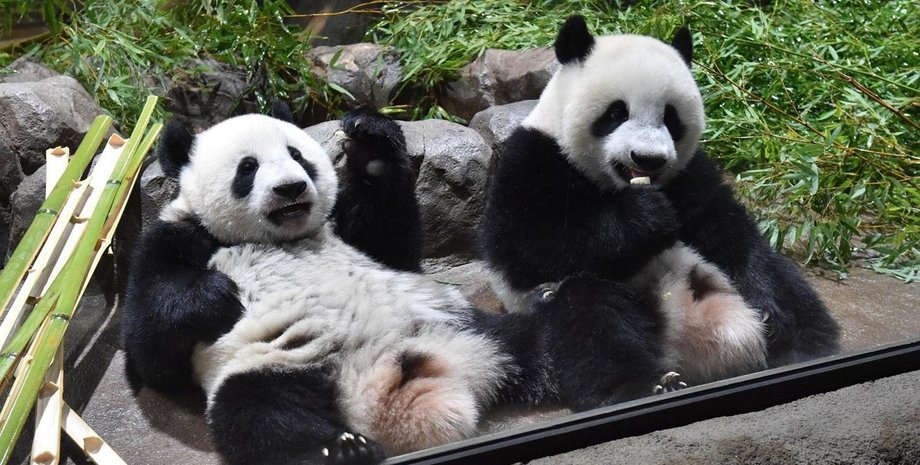 Сяо Сяо и Лэй Лэй