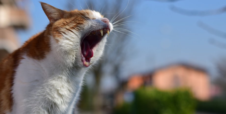 Погода, весна, кот