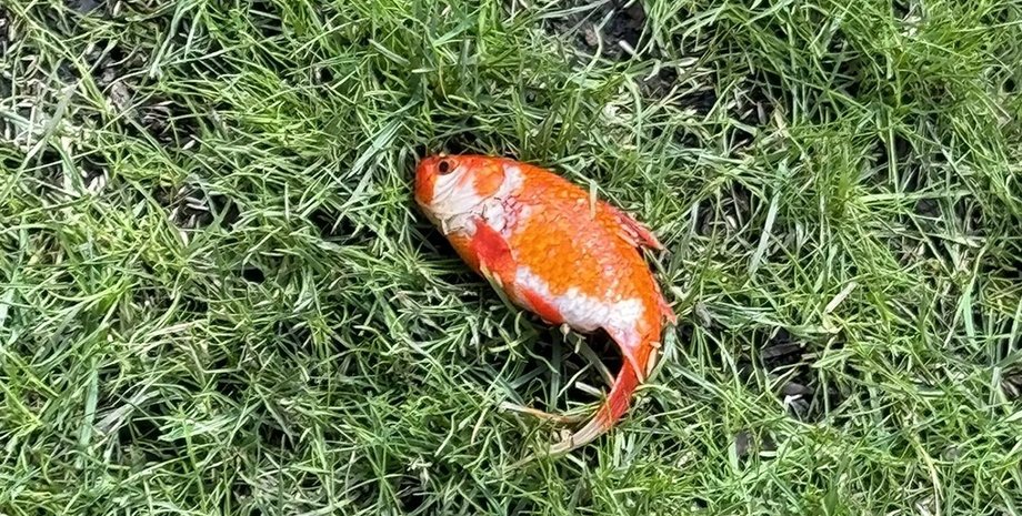 рибка. золота рибка