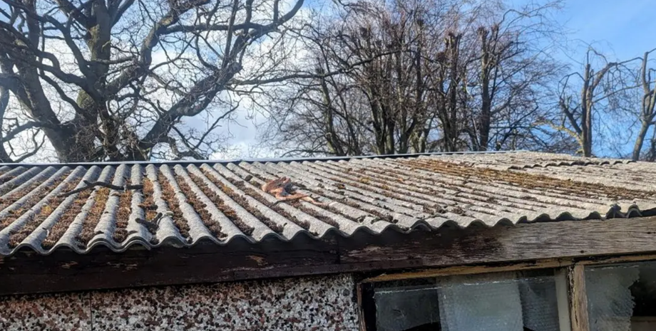 Ворона підкинула власникам змію, яка зникла рік тому, знахідки, домашні улюбленці, рептилія, курйози, фото