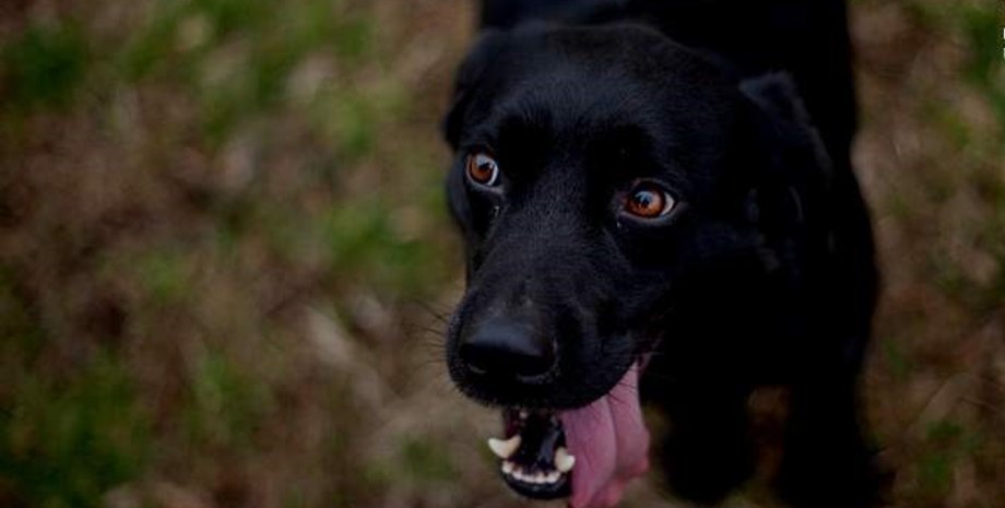 новини харкова, протез, імплант, операція