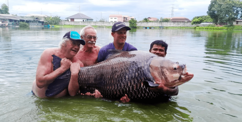 Рыбак поймал 114-килограммового карпа, гигантский усач, рыба, рекорд, новый рекорд, поймал на удочку, огромная рыба, во время отпуска