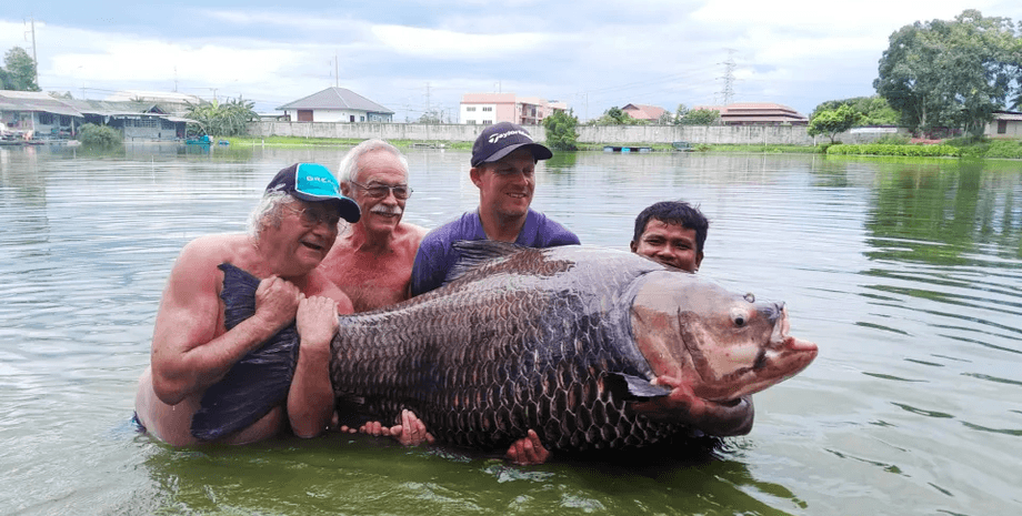 Рыбак поймал 114-килограммового карпа, гигантский усач, рыба, рекорд, новый рекорд, поймал на удочку, огромная рыба, во время отпуска