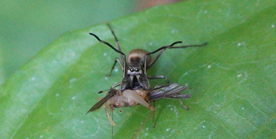 розмноження павуків