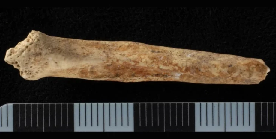 артефакт кость, шахта, собака, животное, останки, скелет, Англия, карьер, ритуал, плодородие, археологи, археология, захоронение, жертвоприношение