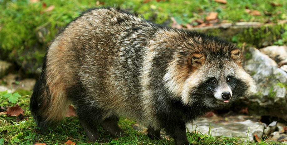 енотовидная собака