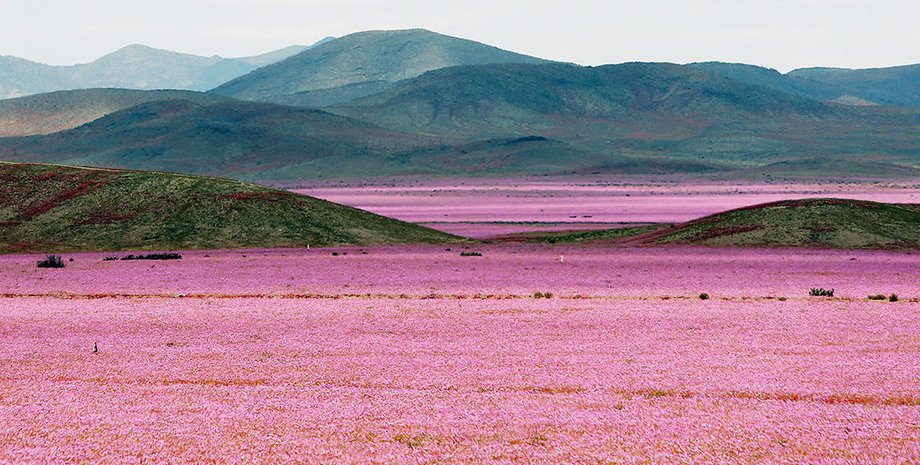 Цветущая пустыня Атакама / Фото: lapatilla.com