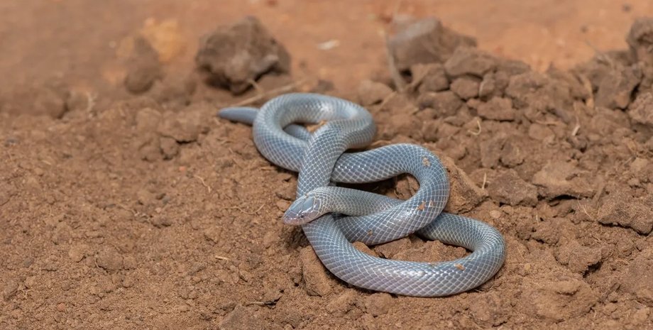 змея Биброна