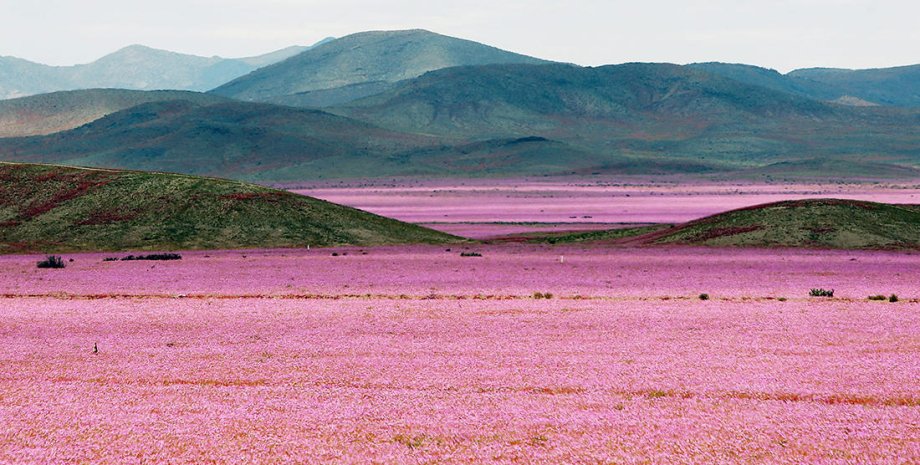 Цветущая пустыня Атакама / Фото: lapatilla.com