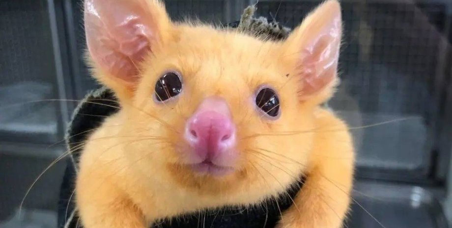 Boronia Veterinary Clinic And Animal Hospital, Facebook