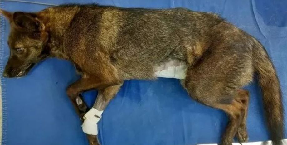 Тварина невідомого походження, гібрид лисиці та собаки, машина збила істоту невідому науці, курйози