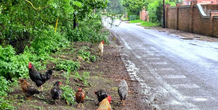 вонь от кур, шум от кур, Великобритания