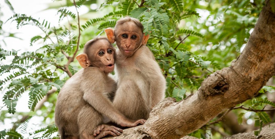 поцелуи, поцелуи животные, животные поцелуи