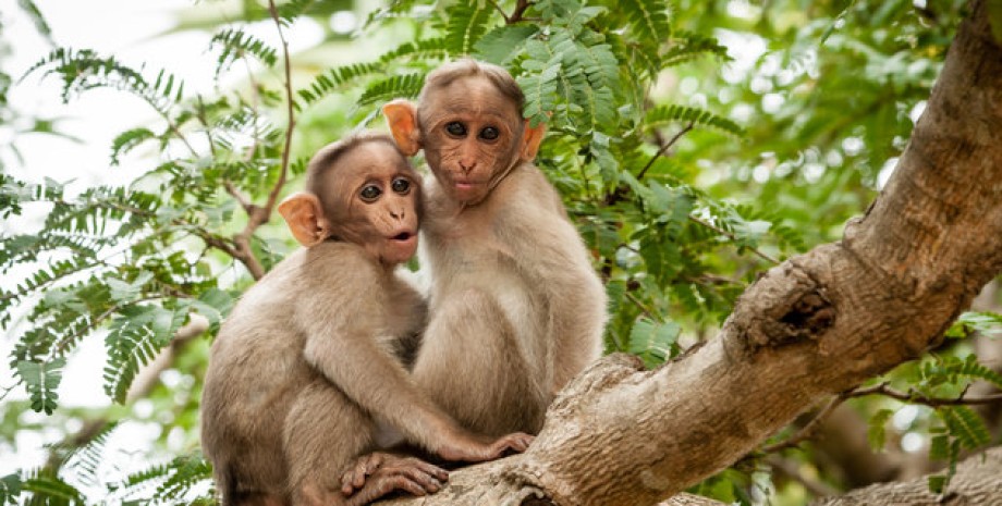 Учені розповіли, чи цілуються інші тварини поцілунки, поцілунки тварини, тваринні поцілунки