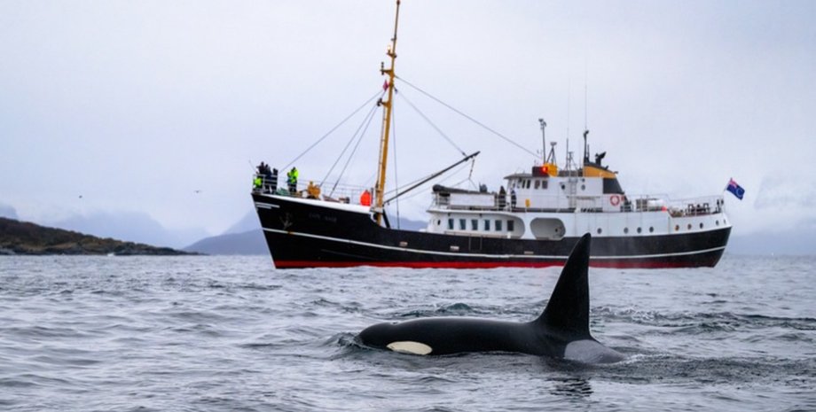 Косатка пливе поруч із судном у відкритому океані
