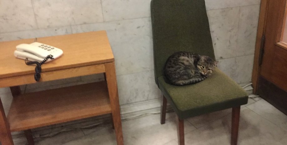 Кот Амбассадор / Фото: twitter.com/Makeiev