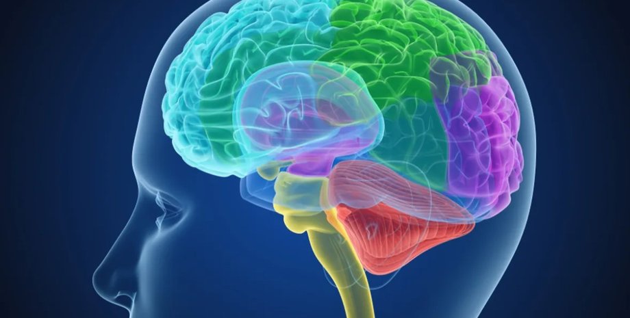 мозок людини