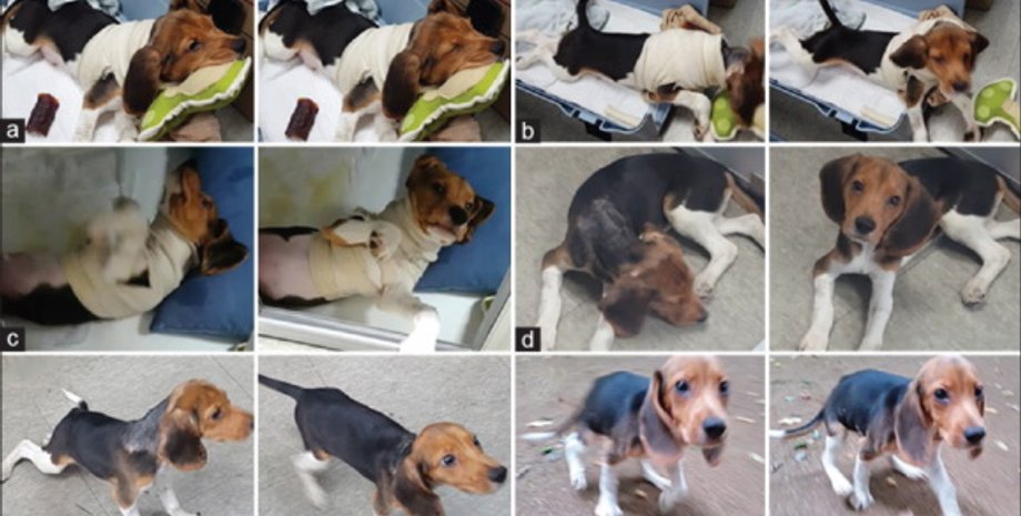 Собака начала ходить через три недели после эксперимента / Фото: C-Yoon Kim