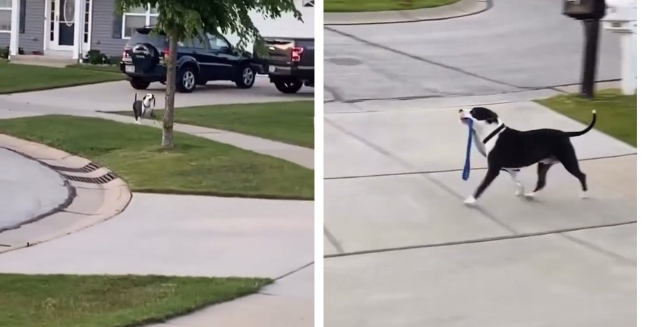 Жінка показала сусідського собаку, який "вигулює сам себе" без господаря