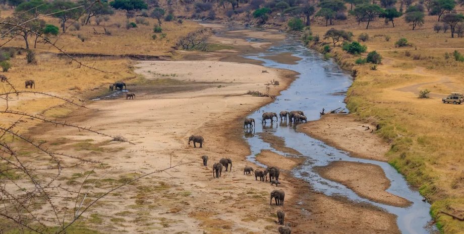 Самым крупным ныне живущим наземным животным является африканский саванный слон африка