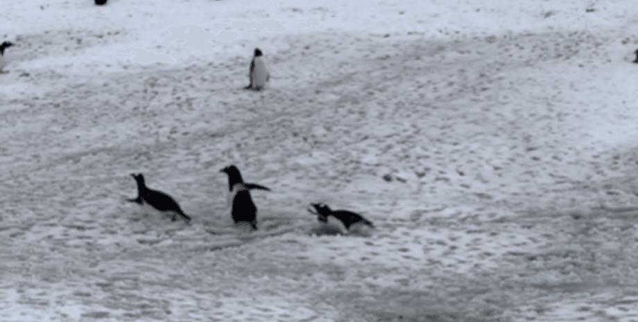 Швидкі пінгвіни, найшвидші пінгвіни, пінгвіни у воді, швидкість пінгвінів, яка швидкість пінгвінів, як бігають пінгвіни, як плавають пінгвіни