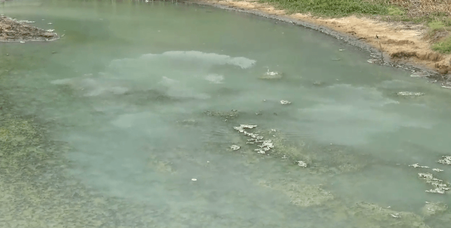 Молинезии, рыбы, мексика