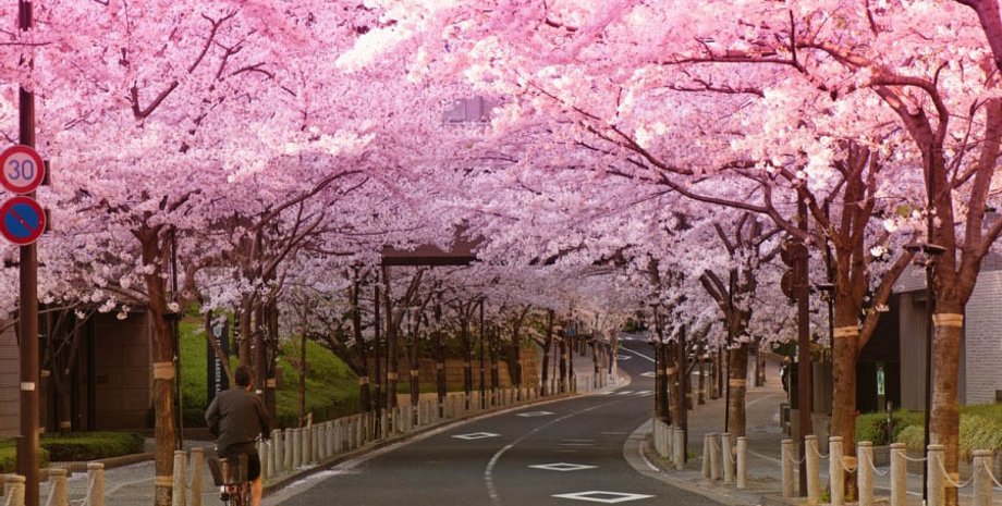 япония, сакура, цветение, деревья