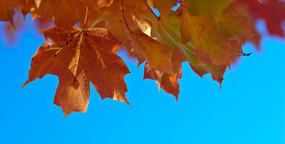 Фото: shutterstock.com