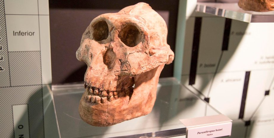 человек-щелкунчик, череп, стол, фото