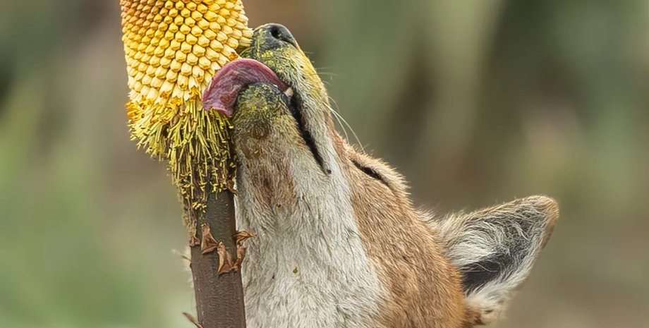 волк, эфиопский волк, нектар эфиопский волк