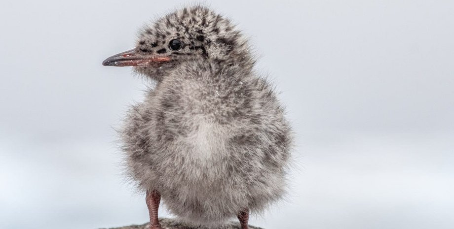 Птенец крачки, Антарктида птенец, Антарктида станция Вернадского, Антарктида новости, Станция Вернадского птенцы, Антарктида станция Вернадского
