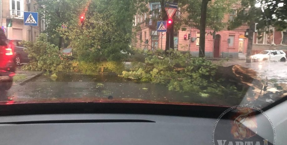 буря, упавшее дерево, львов, фото