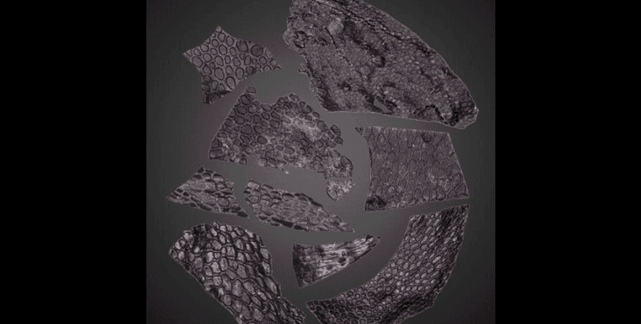 открытие, окаменелость, палеонтологи, история, эволюция, кожа, ящерица, динозавры, образец, ранние животные, рептилия, развитие, пещера, находка, кости, окаменевшая кожа, фрагмент