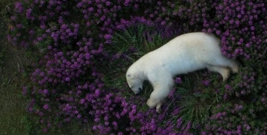 Полярный медведь, Арктика, фото, видео природы