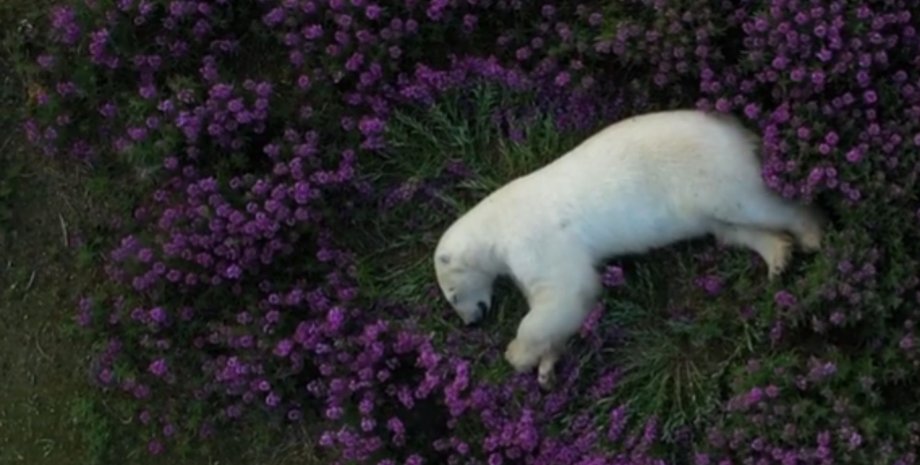 Полярный медведь, Арктика, фото, видео природы