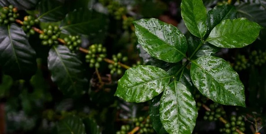 кофе арабика Coffea arabica
