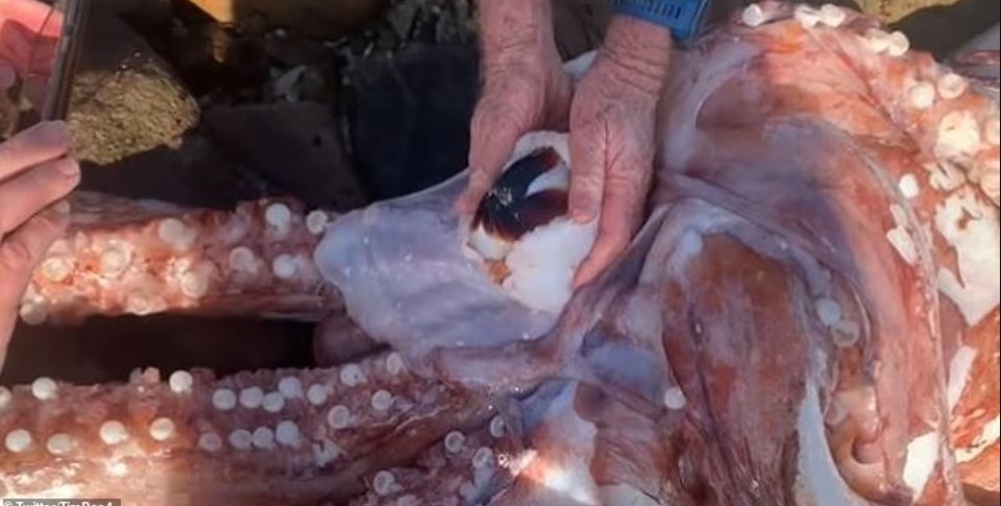 кальмар, гігантський кальмар, кальмар із скарборо