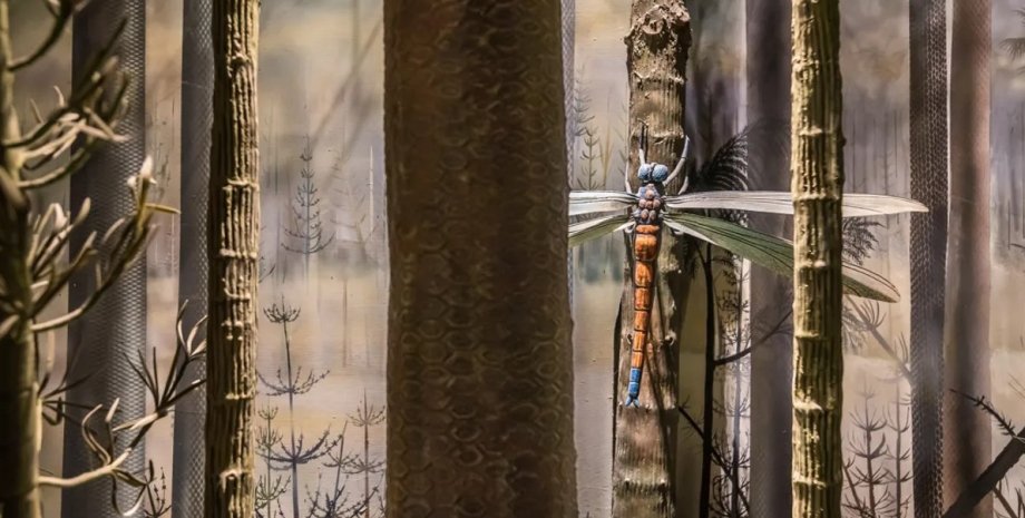 древняя стрекоза, древний грифон, самое большое насекомое