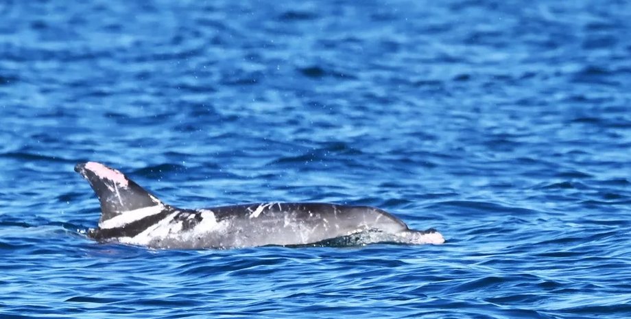 спеклз, плямистий дельфін